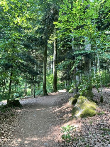 Forêt vosgienne