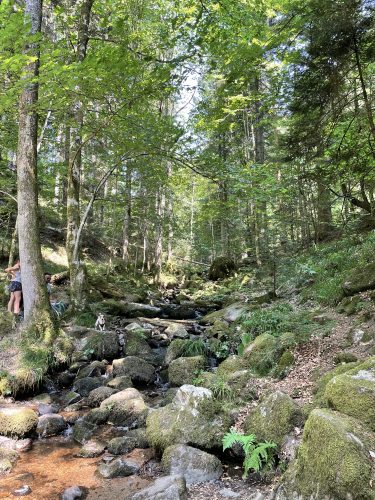 Randonnée forêt