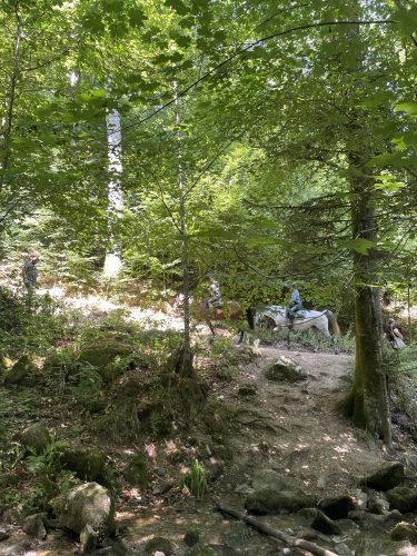 forêt chevaux
