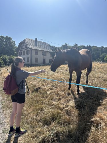 cheval dans pré