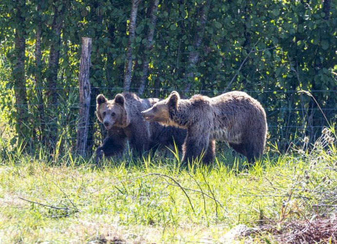 ours bruns Parc Sainte-Croix