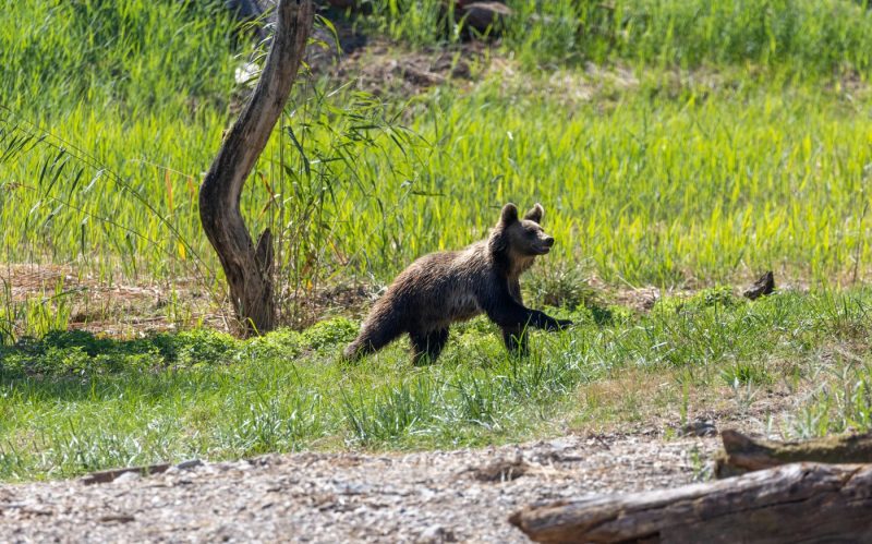 ours bruns Parc Sainte-Croix