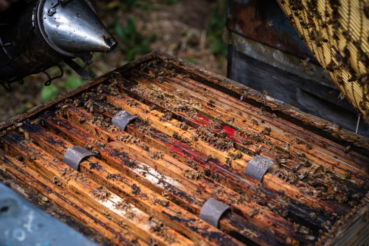 Apiculture miel abeilles apiculteur environnement