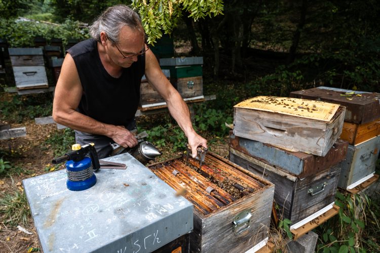 Apiculture miel abeilles apiculteur environnement