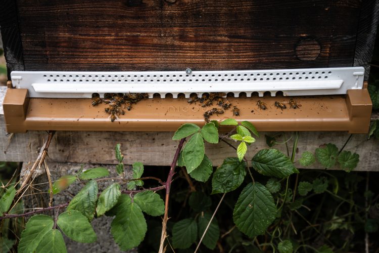 Apiculture miel abeilles apiculteur environnement