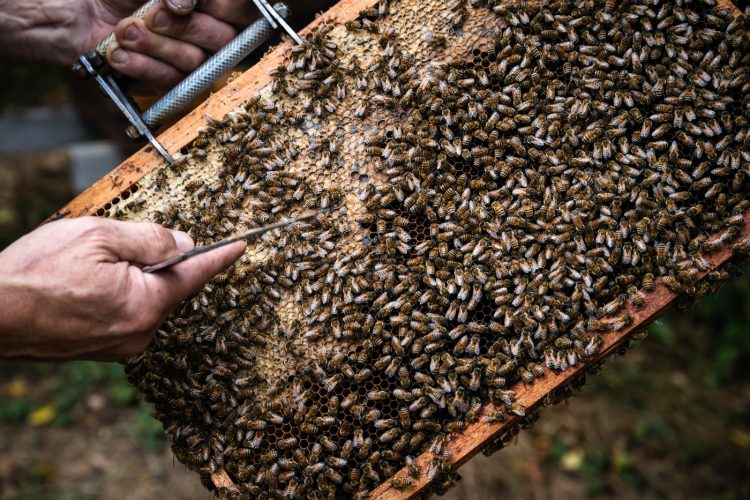 Apiculture miel abeilles apiculteur environnement