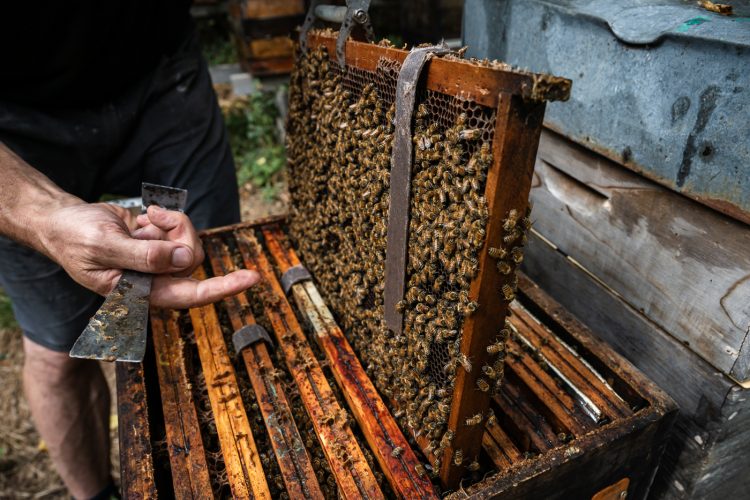 Apiculture miel abeilles apiculteur environnement