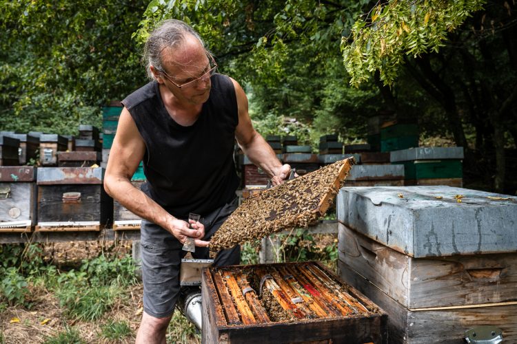 Apiculture miel abeilles apiculteur environnement