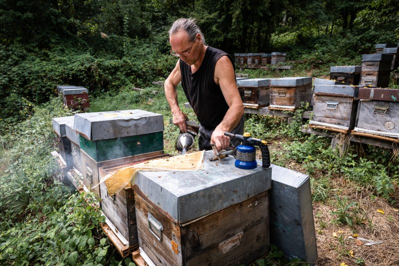 Apiculture miel abeilles apiculteur environnement
