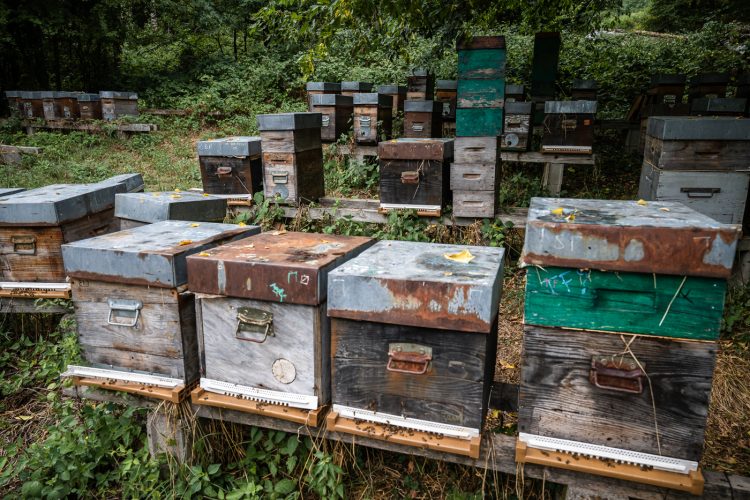 Apiculture miel abeilles apiculteur environnement