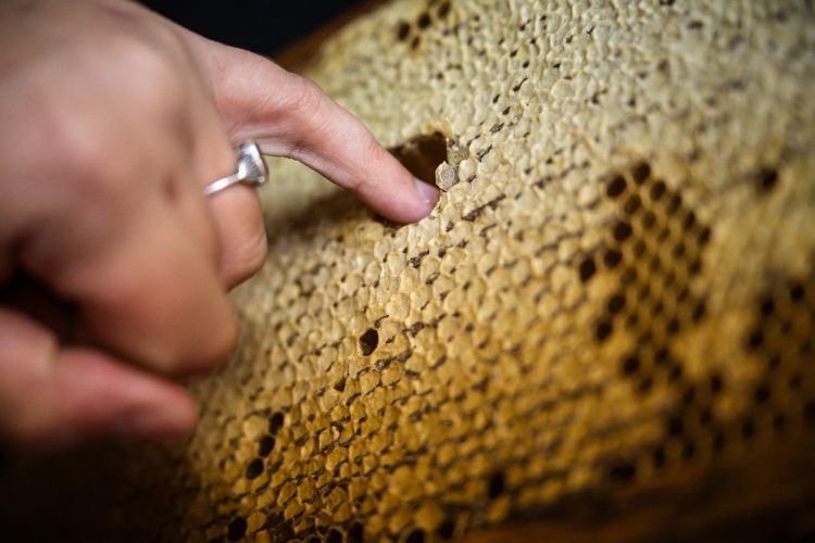 Apiculture miel abeilles apiculteur environnement