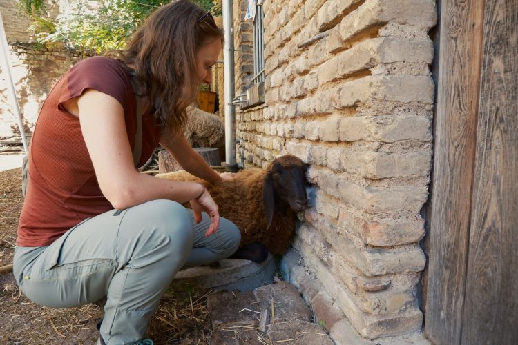 Stras&rsquo;bêrgerie bergerie urbaine Koenigshoffen éco-pâturage moutons