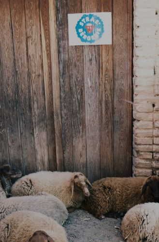 Stras&rsquo;bêrgerie bergerie urbaine Koenigshoffen éco-pâturage moutons