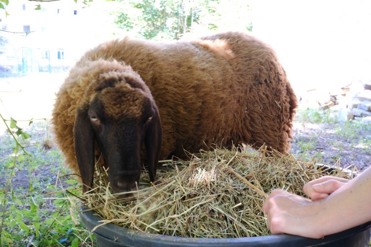 Stras&rsquo;bêrgerie bergerie urbaine Koenigshoffen éco-pâturage moutons