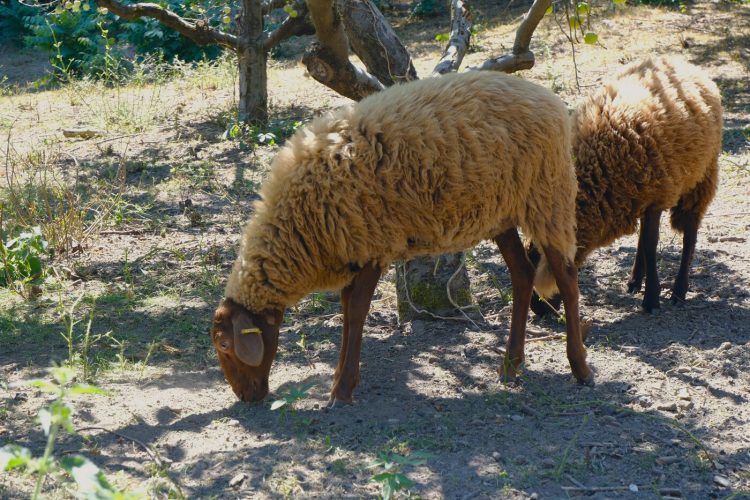 Stras&rsquo;bêrgerie bergerie urbaine Koenigshoffen éco-pâturage moutons