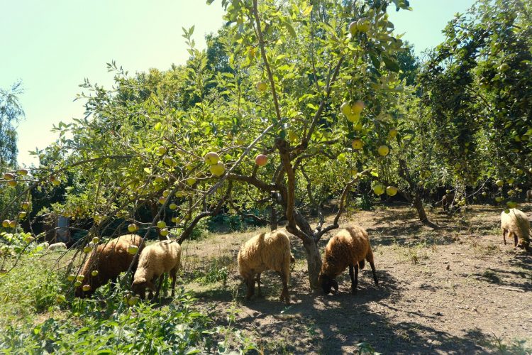 Stras&rsquo;bêrgerie bergerie urbaine Koenigshoffen éco-pâturage moutons