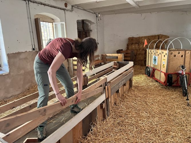 Stras&rsquo;bêrgerie bergerie urbaine Koenigshoffen éco-pâturage moutons