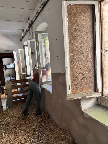 Stras&rsquo;bêrgerie bergerie urbaine Koenigshoffen éco-pâturage moutons