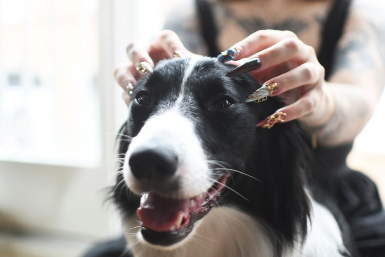 chien Krukov Nails ongles manucure nail art protèse ongulaire (11)
