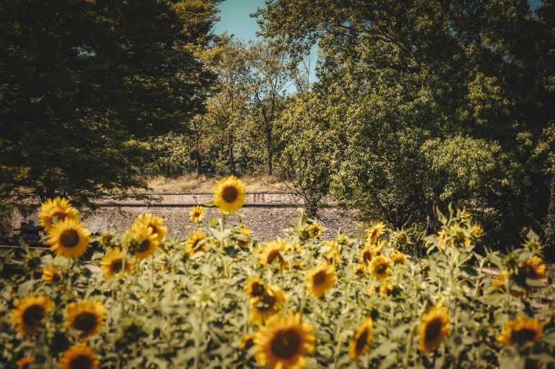 Tournesol, été, fleur