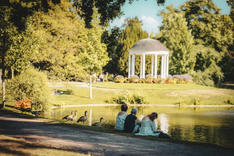 été, orangerie, eau, canard