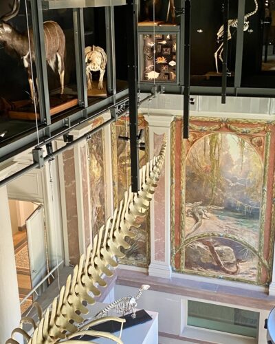 Musée Zoologique