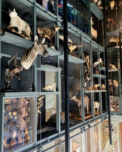 Musée Zoologique