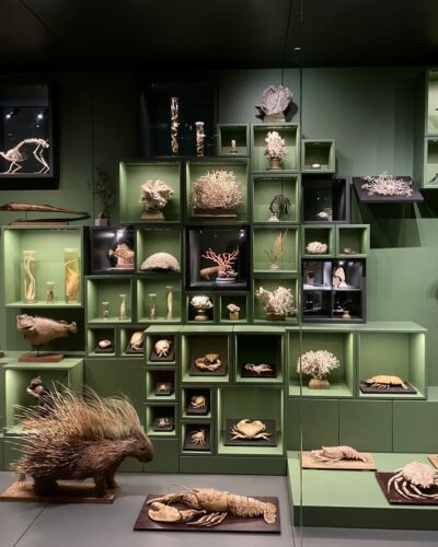 Musée Zoologique