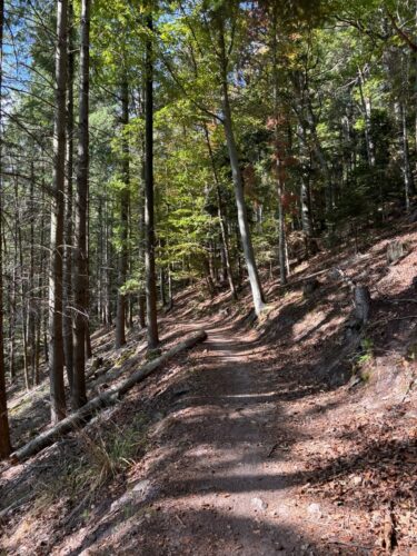 Sentier forestier Trois Epis Julia Wencker