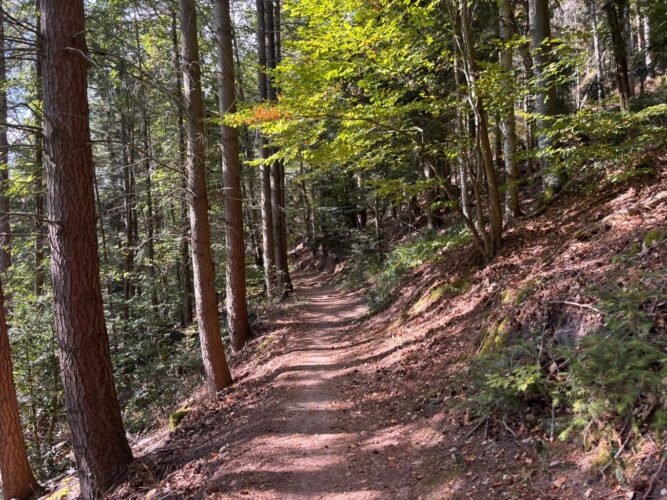 Sentier forestier Turkheim Trois Epis Julia Wencker