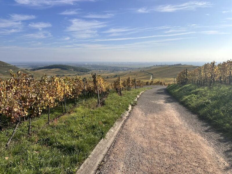 Vignes au dessus de Turckheim Julia Wencker 3