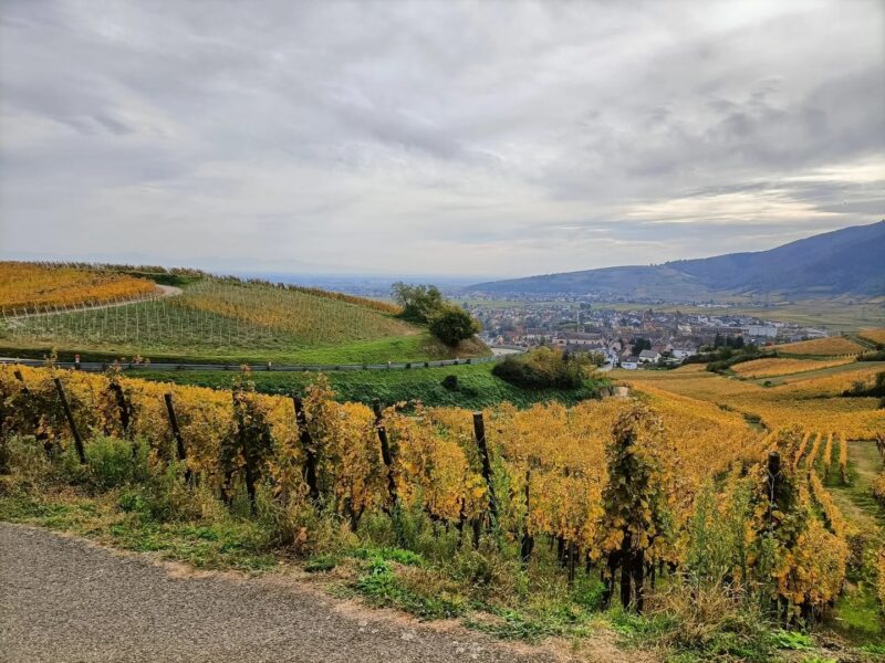Vignes au dessus de Turckheim Julia Wencker 4