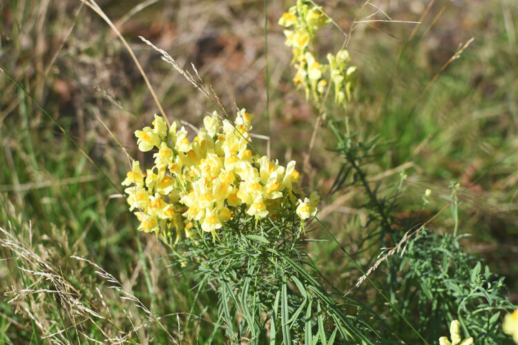 fleurs Randonnée vosges grottes des amoureux (27)