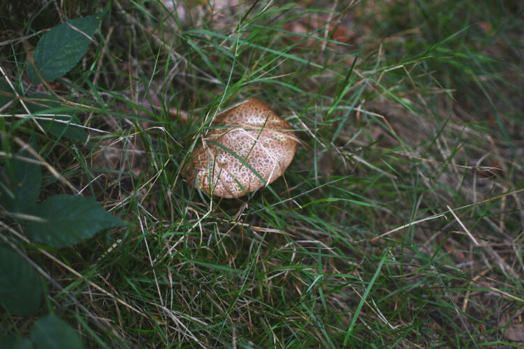 champignon Randonnée vosges grottes des amoureux (35)