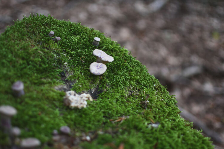 champignons Randonnée vosges grottes des amoureux (36)