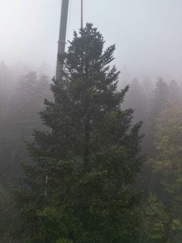 grand sapin 2026