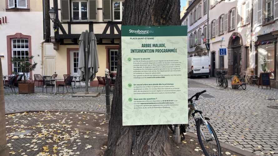 Arbre place Saint-Etienne
