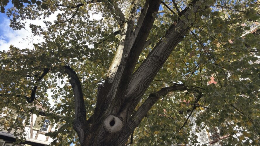 Arbre place Saint-Etienne